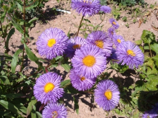 Erigeron speciosus 'Azurfee'